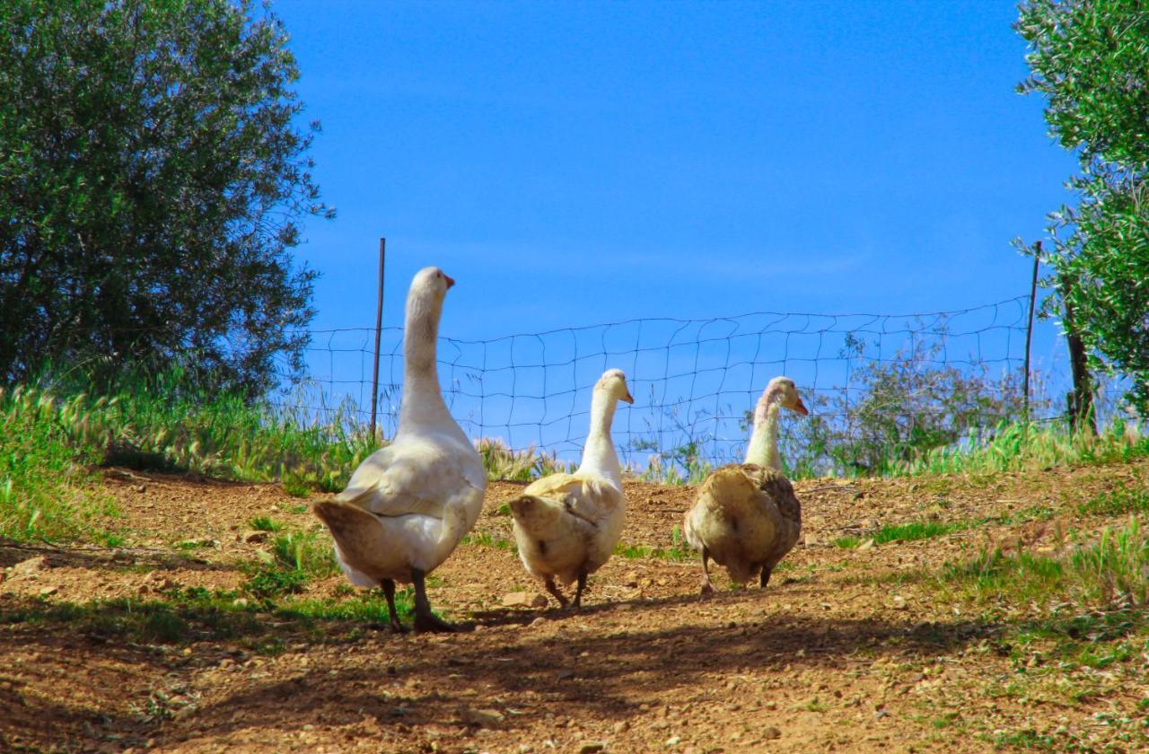 Agriturismomillefiori Manciano Kültér fotó